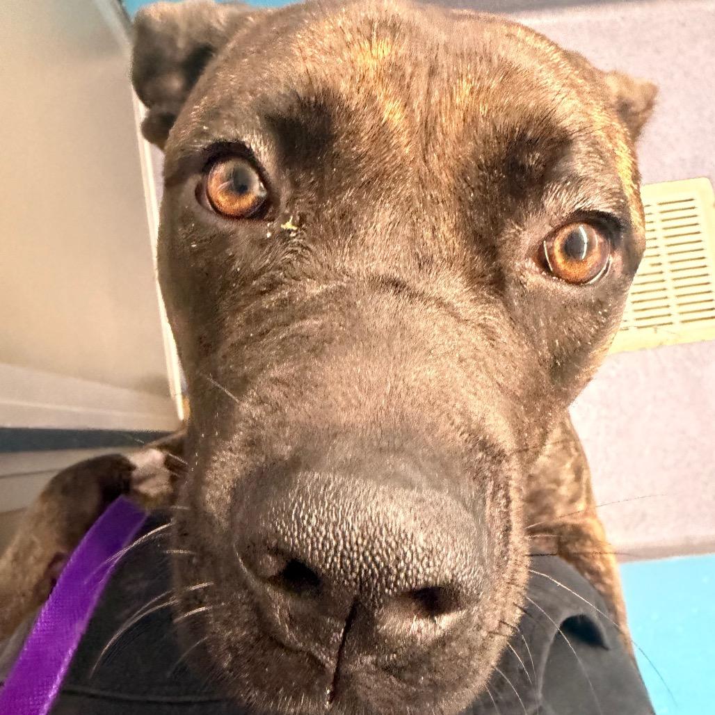 Enlarge Babka, a Adoptable Mixed Breed in Edwardsville, IL image 5/6