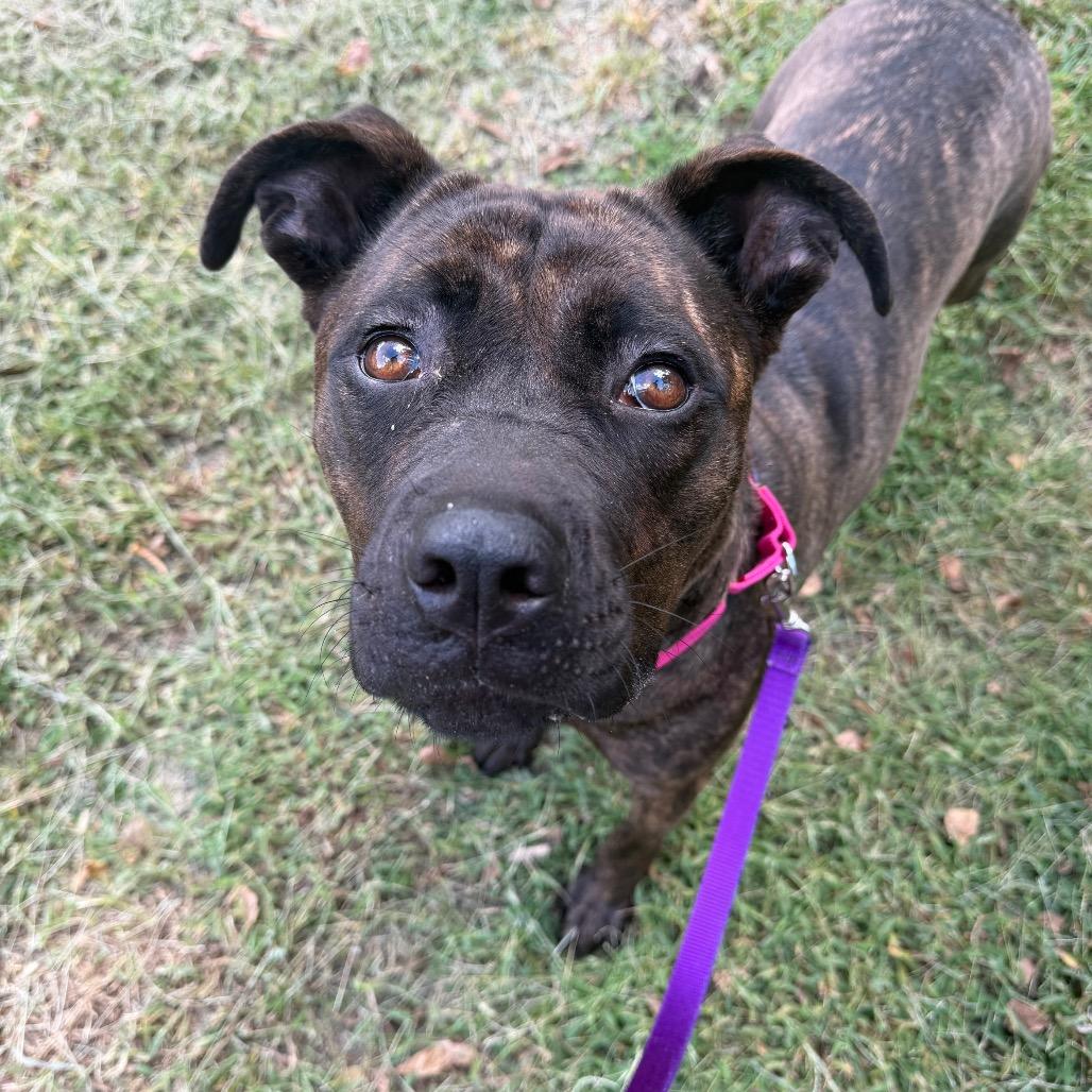 Enlarge Babka, a Adoptable Mixed Breed in Edwardsville, IL image 6/6