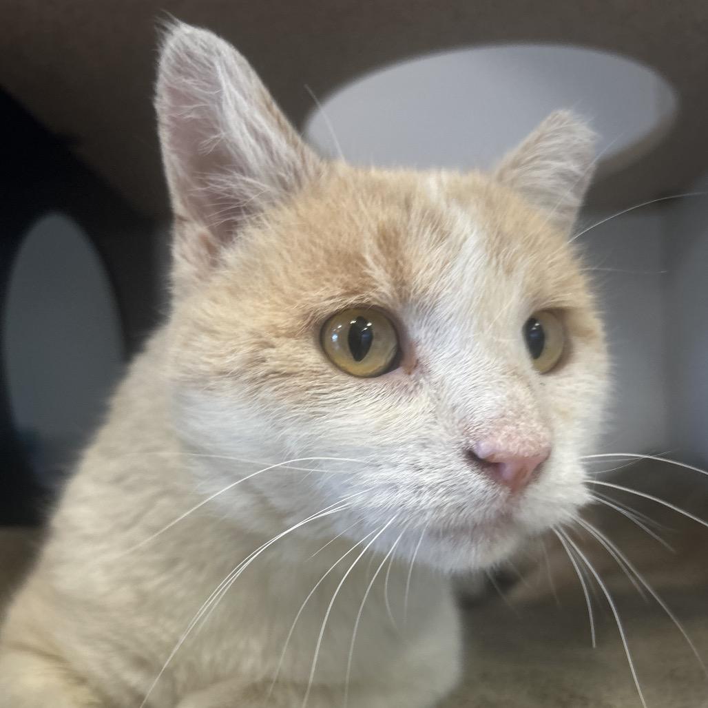 Fire Red, Adoptable, Adult Male Domestic Short Hair.