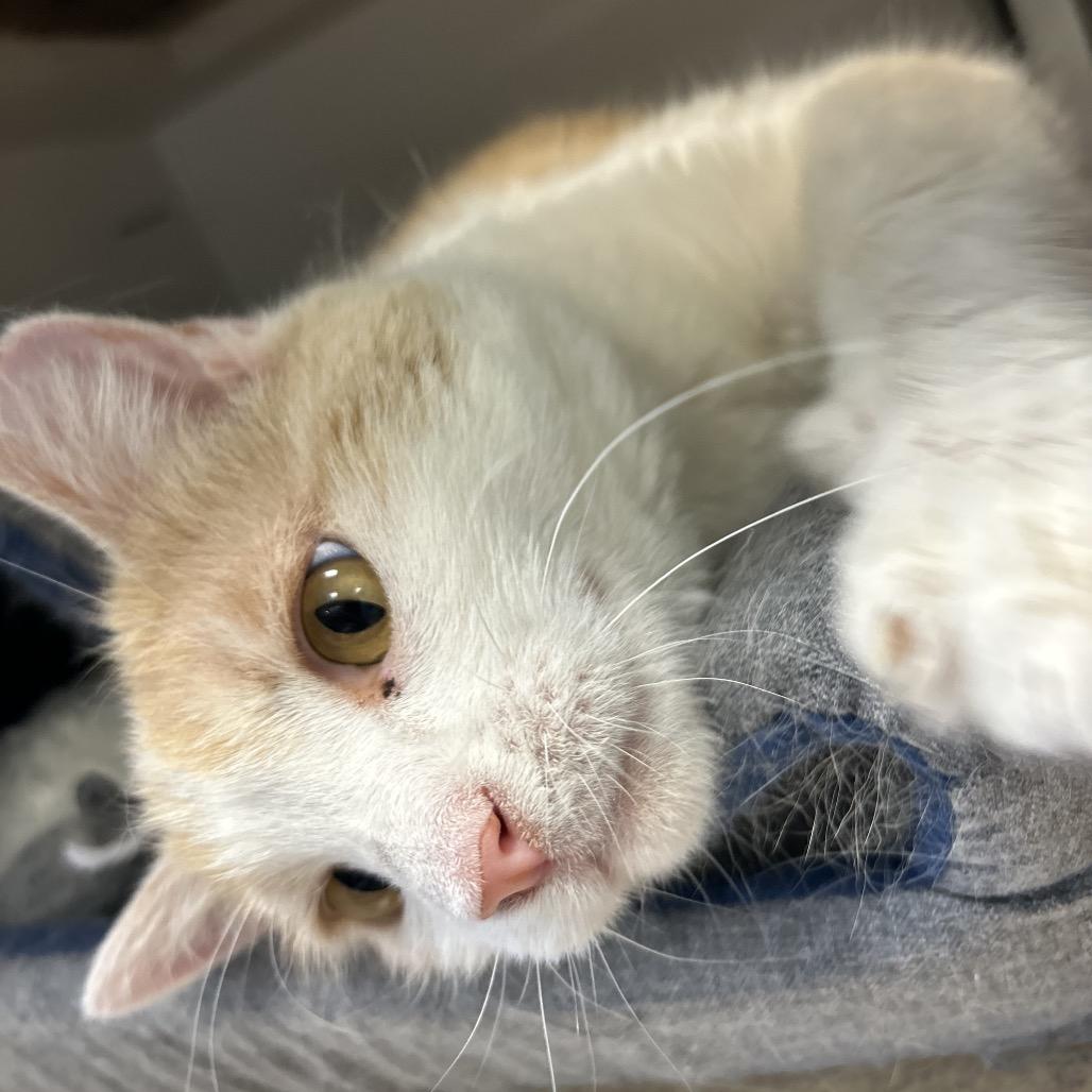 Enlarge Fire Red, a Adoptable Domestic Short Hair in Park City, UT image 2/6