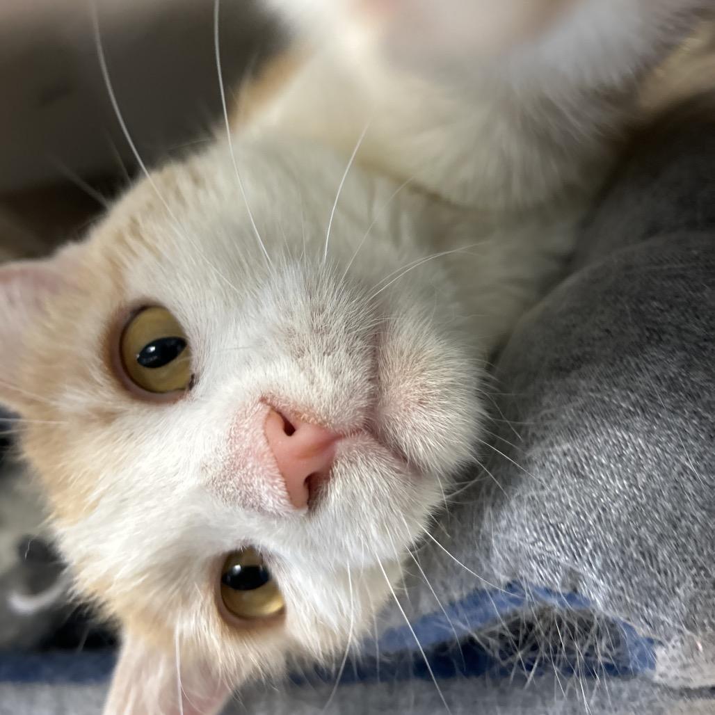 Enlarge Fire Red, a Adoptable Domestic Short Hair in Park City, UT image 4/6