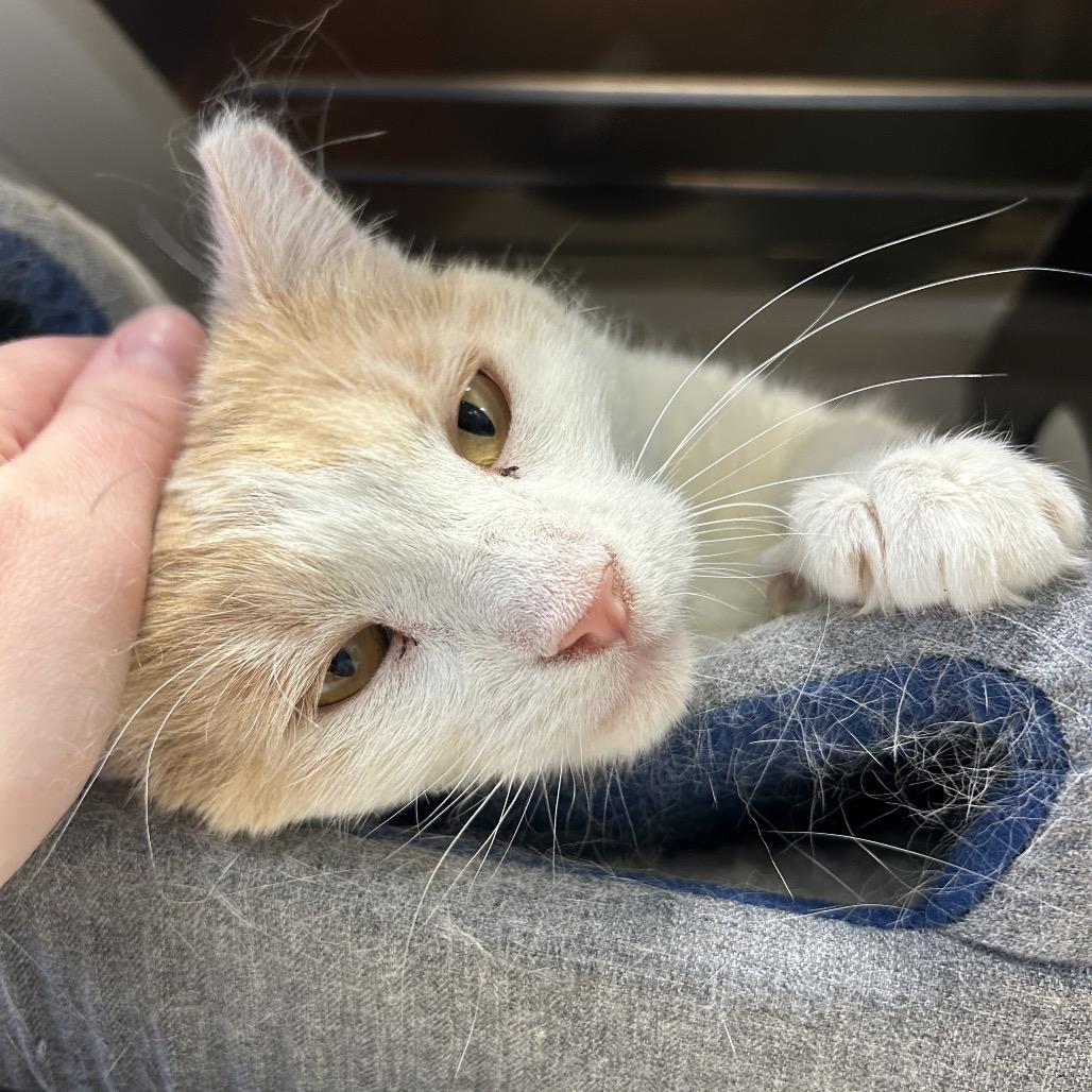 Enlarge Fire Red, a Adoptable Domestic Short Hair in Park City, UT image 5/6