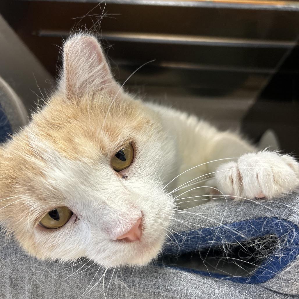 Enlarge Fire Red, a Adoptable Domestic Short Hair in Park City, UT image 6/6