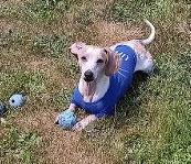 Enlarge Walter, a ADOPTABLE Dachshund in Portland, OR image 2/2