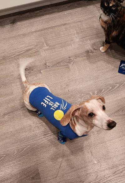 Walter, ADOPTABLE, Adult Male Dachshund.