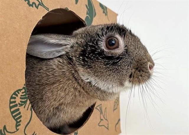 BINKY, Adoptable, Young Female Bunny Rabbit.