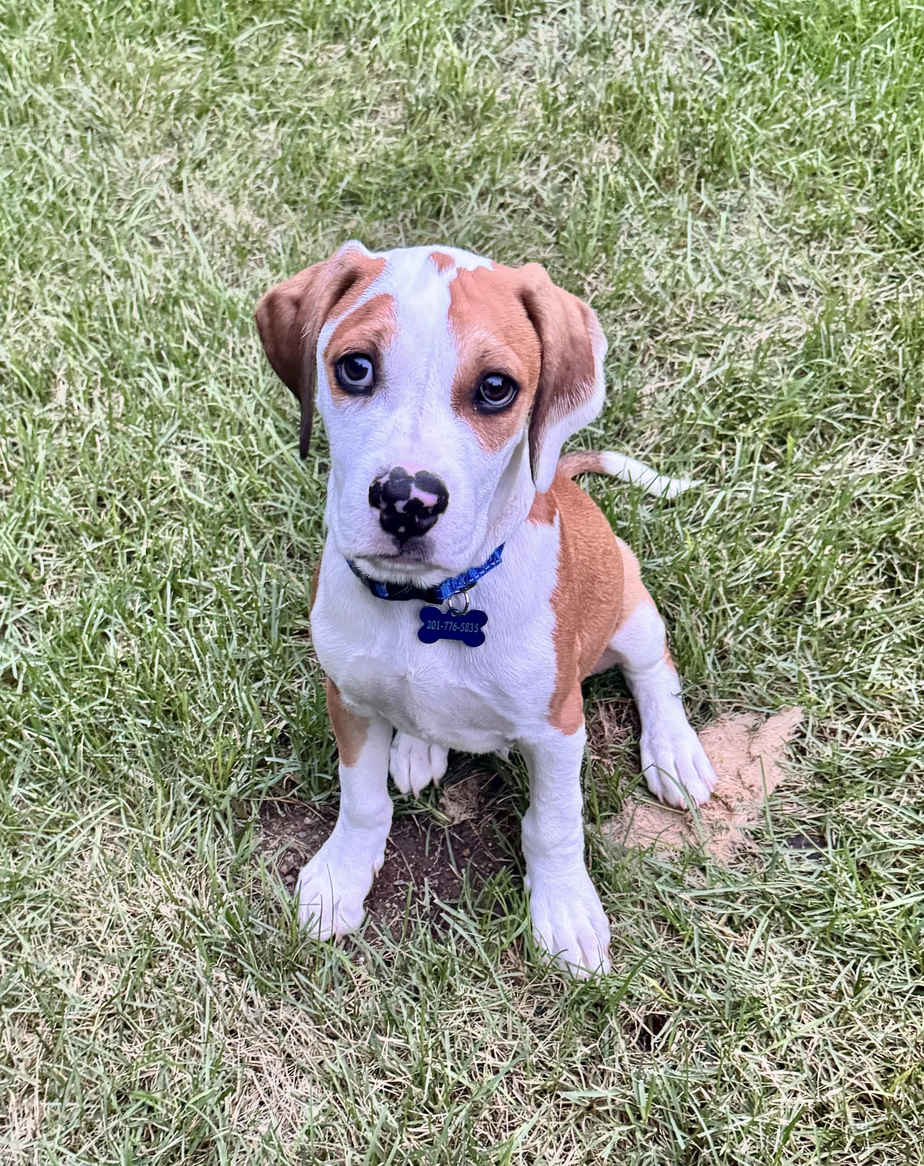 Enlarge ROBERT, a Adopted mixed breed in Dumont, NJ image 1/6