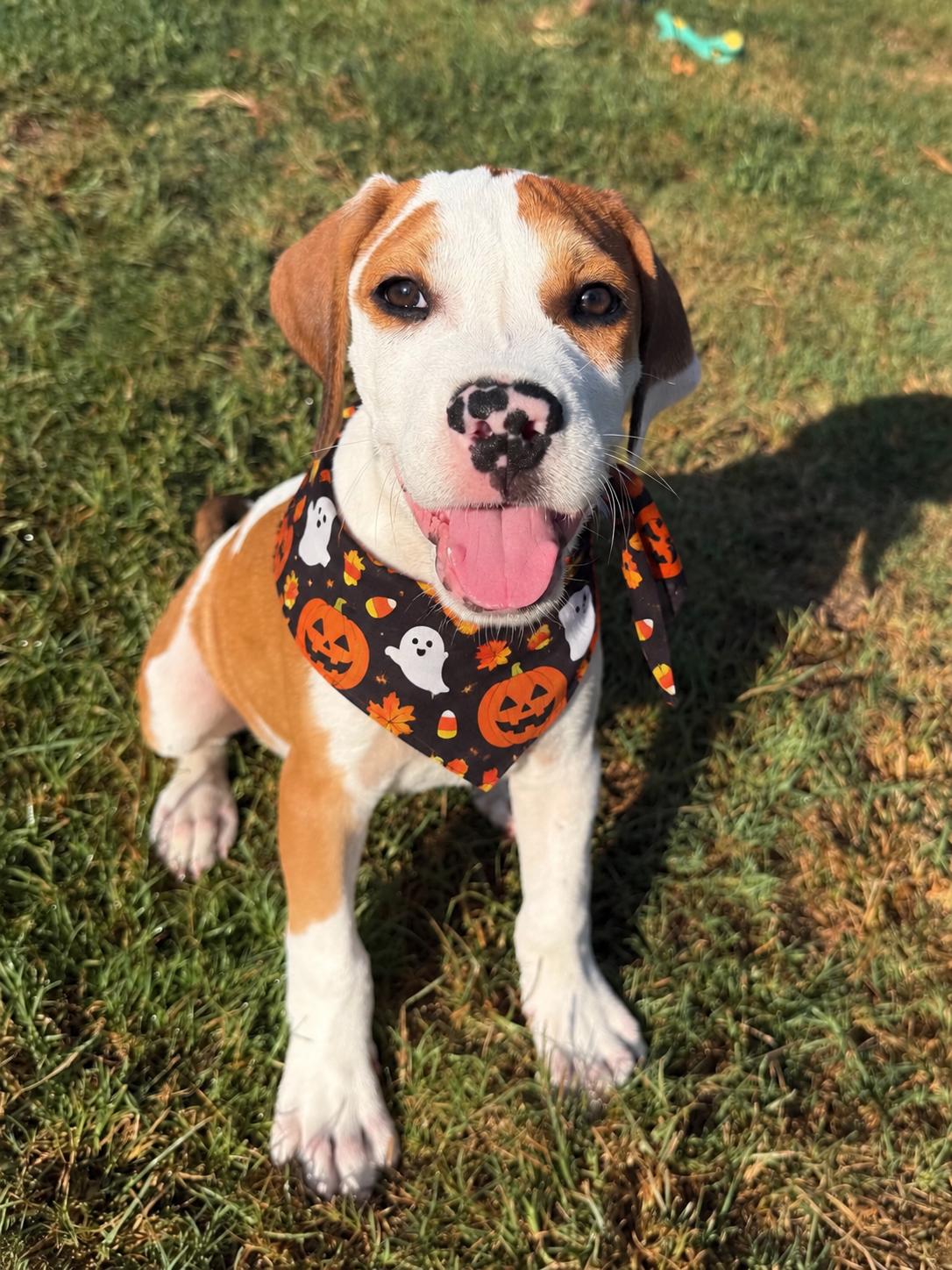 Enlarge ROBERT, a Adopted mixed breed in Dumont, NJ image 3/6