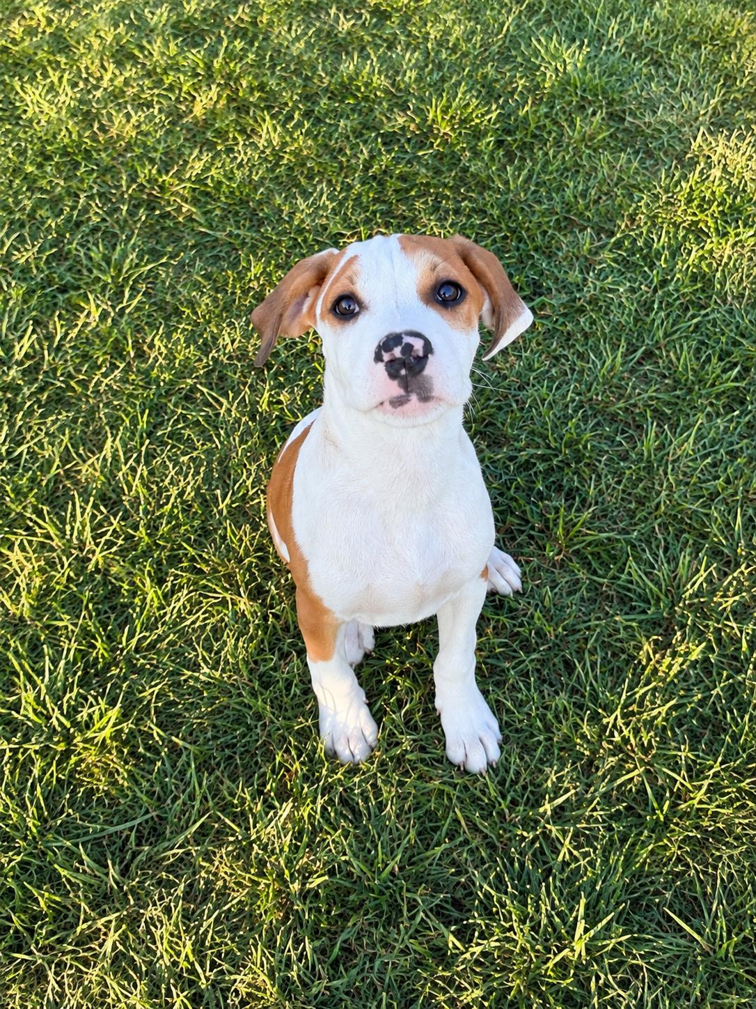 Enlarge ROBERT, a Adopted mixed breed in Dumont, NJ image 5/6