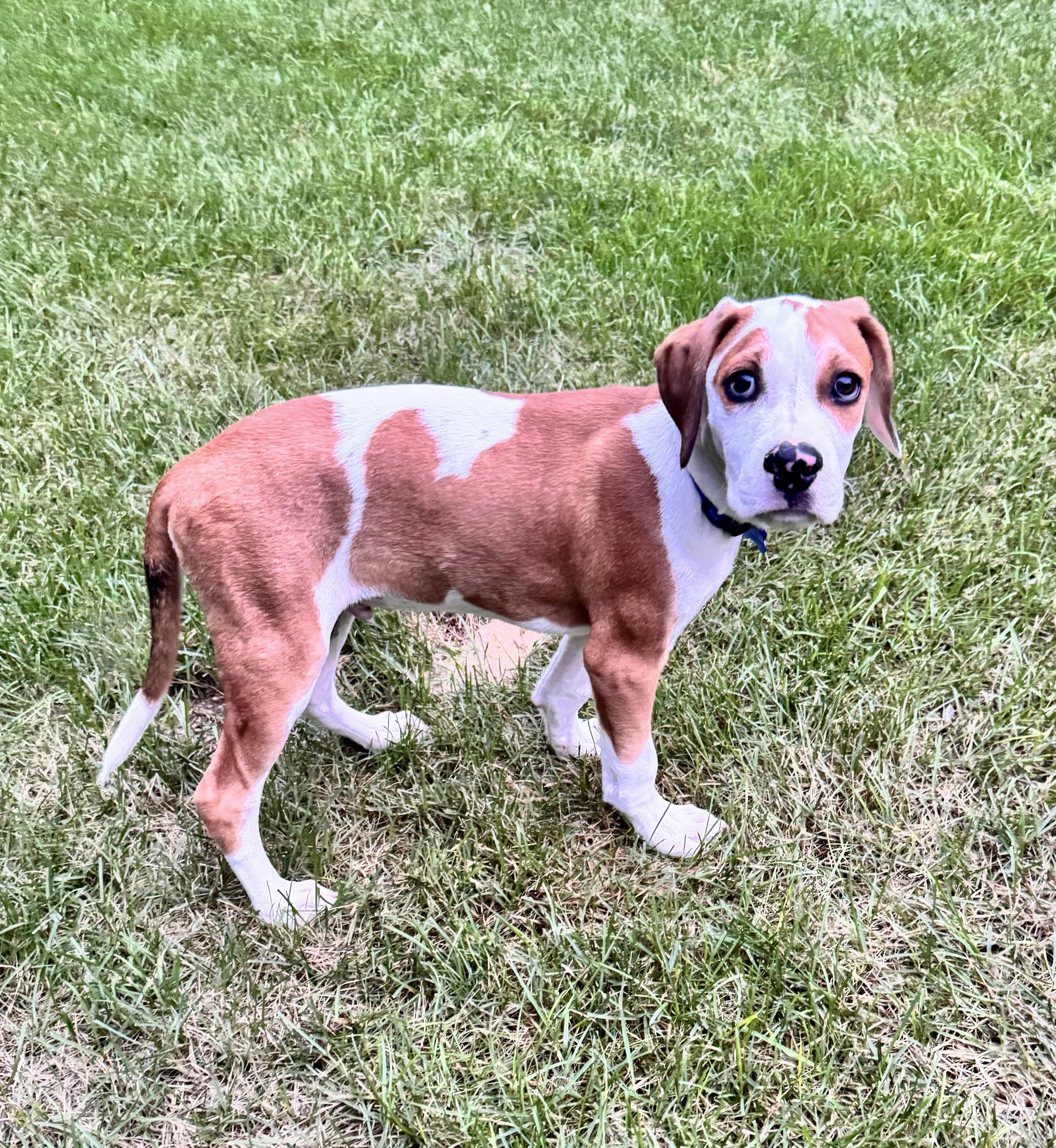 Enlarge ROBERT, a Adopted mixed breed in Dumont, NJ image 4/6