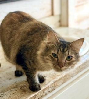 Enlarge Jazz - beautiful long-haired girl, a ADOPTABLE mixed breed in Hampton, NJ image 5/5