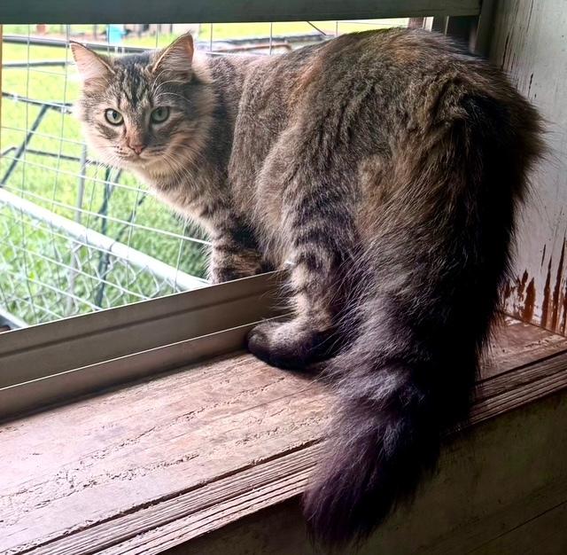 Enlarge Jazz - beautiful long-haired girl, a ADOPTABLE mixed breed in Hampton, NJ image 3/5