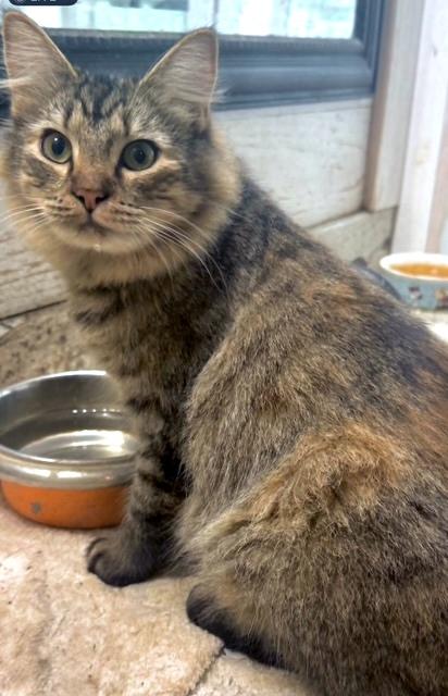 Enlarge Jazz - beautiful long-haired girl, a ADOPTABLE mixed breed in Hampton, NJ image 2/5