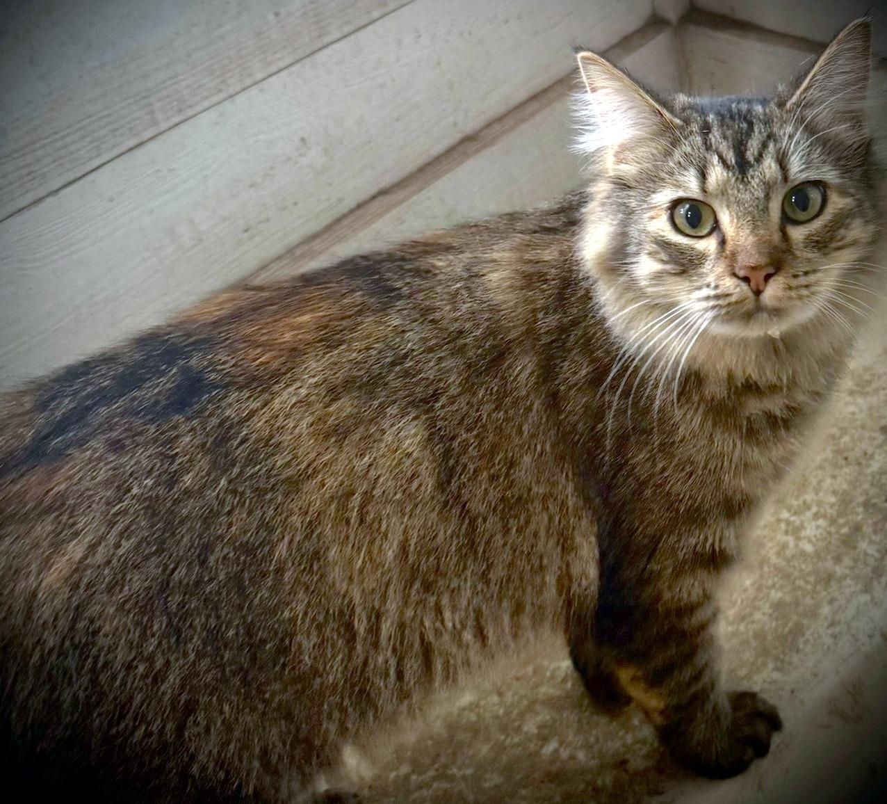 Enlarge Jazz - beautiful long-haired girl, a ADOPTABLE mixed breed in Hampton, NJ image 4/5