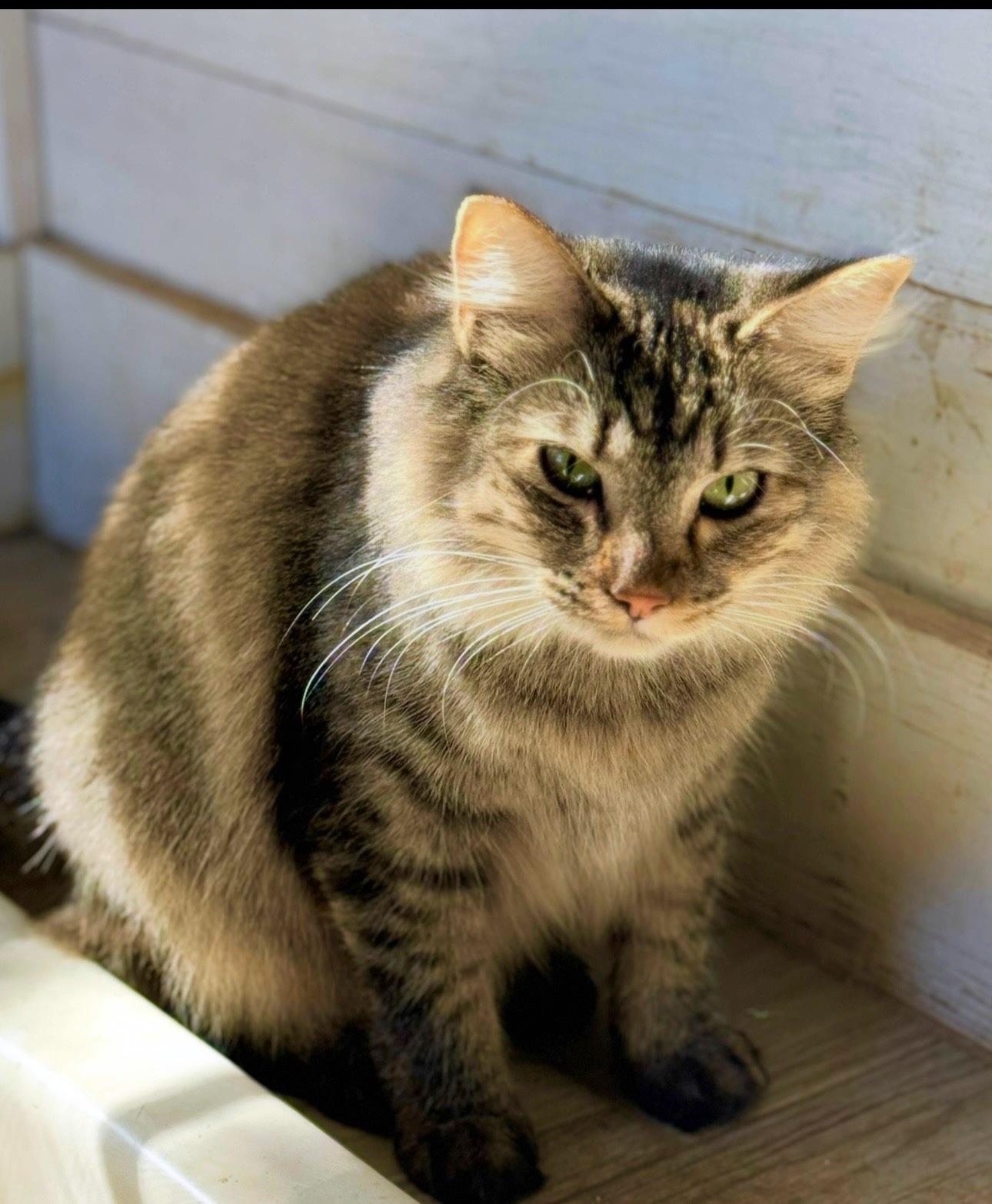 Enlarge Jazz - beautiful long-haired girl, a ADOPTABLE mixed breed in Hampton, NJ image 1/5