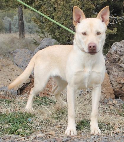 Lydia, ADOPTABLE, Adult Female Australian Cattle Dog / Blue Heeler.