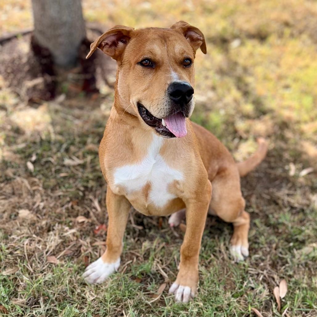 Enlarge Scout 26-07-020, a Adoptable mixed breed in Bastrop, TX image 1/6