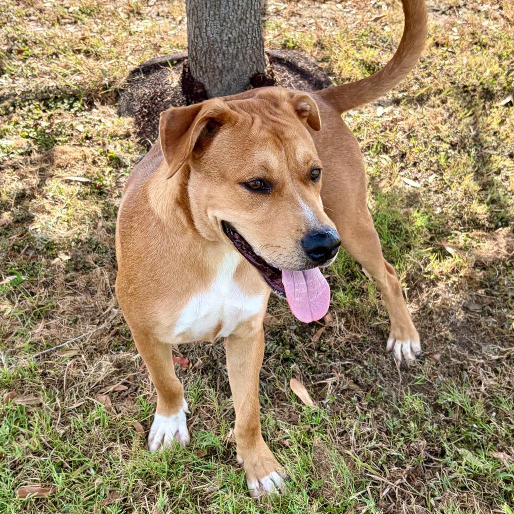 Enlarge Scout 26-07-020, a Adoptable mixed breed in Bastrop, TX image 2/6