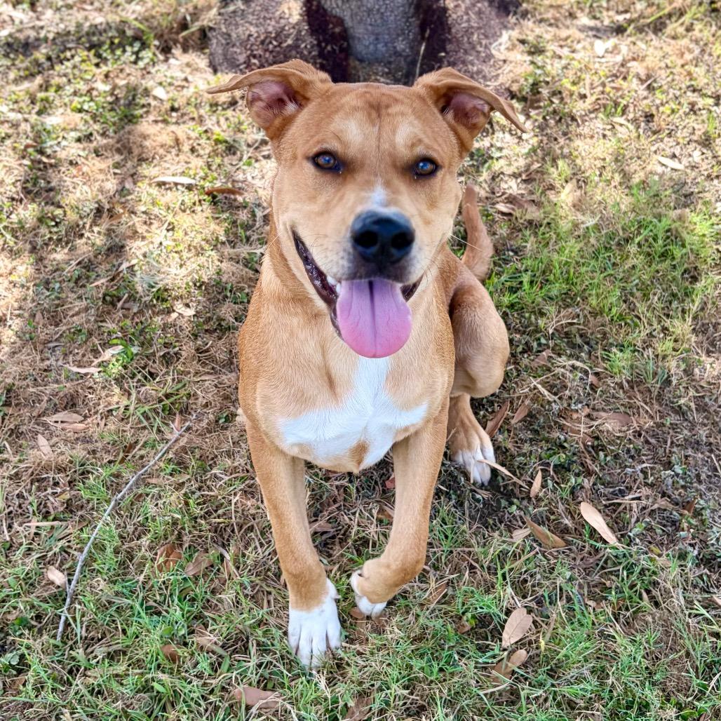 Enlarge Scout 26-07-020, a Adoptable mixed breed in Bastrop, TX image 3/6