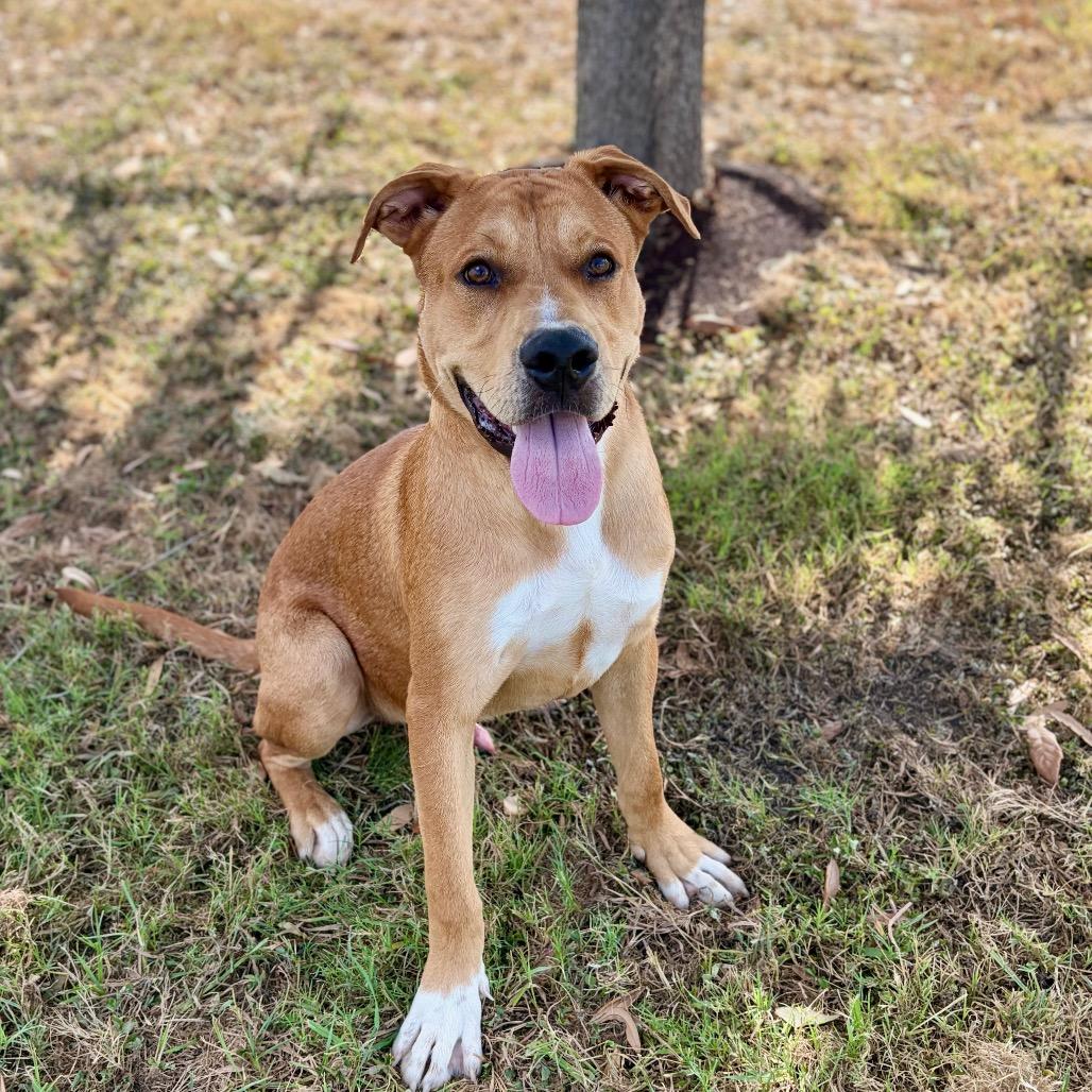 Enlarge Scout 26-07-020, a Adoptable mixed breed in Bastrop, TX image 4/6
