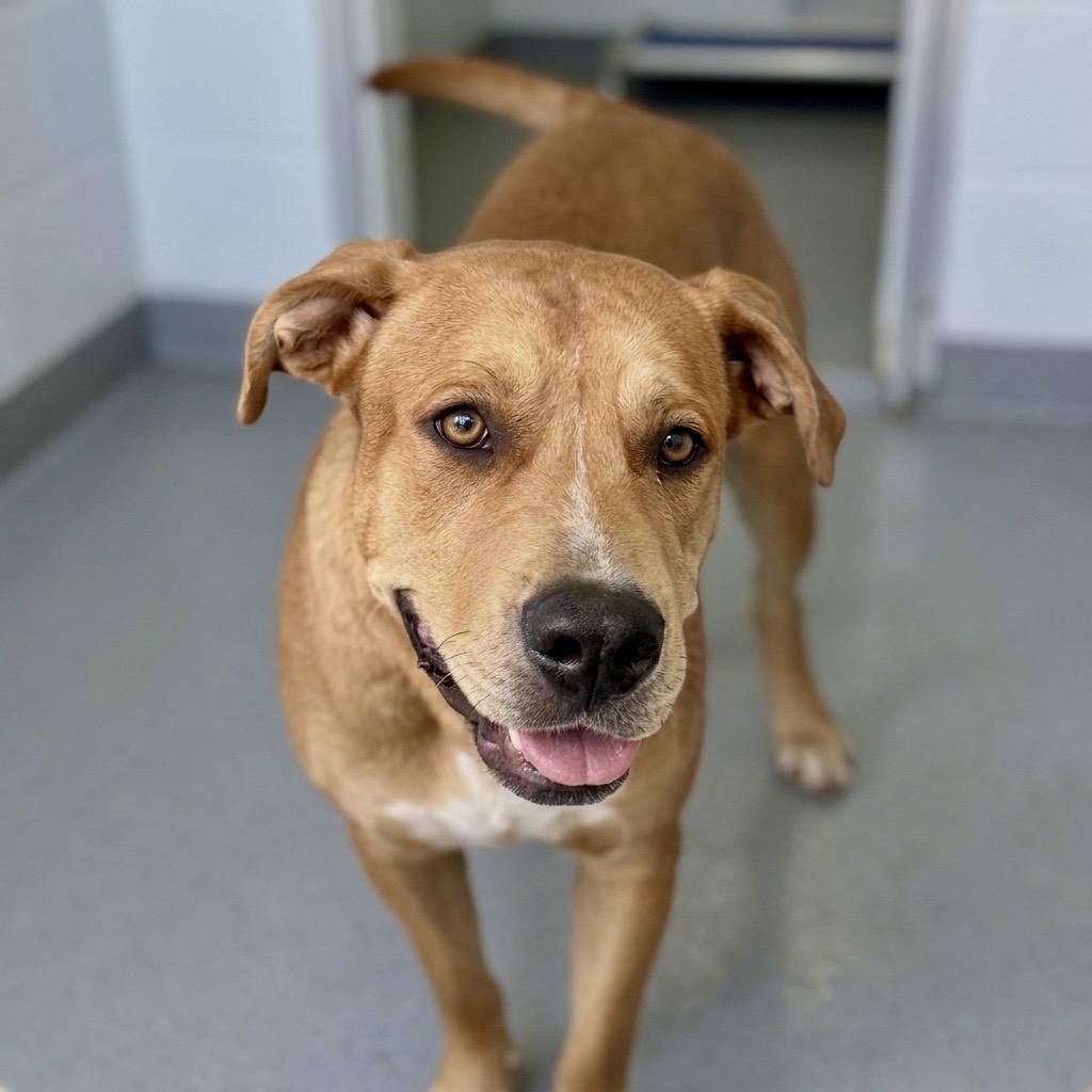 Enlarge Scout 26-07-020, a Adoptable mixed breed in Bastrop, TX image 6/6