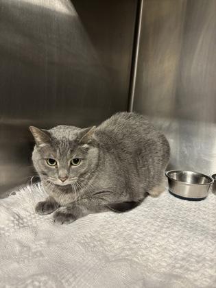 Smokey, ADOPTABLE, Senior Female Domestic Short Hair.