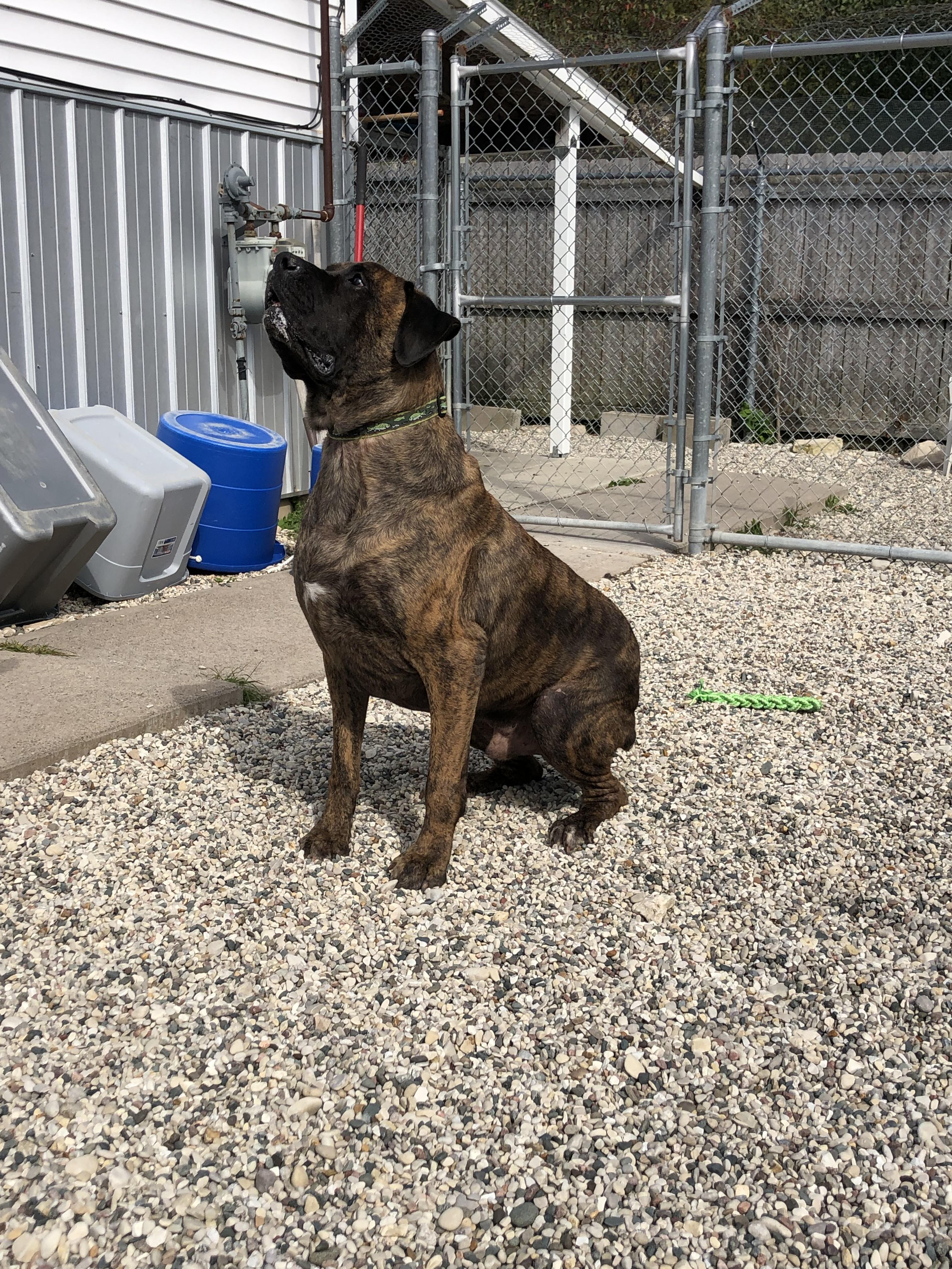 Enlarge Zeus, a Adoptable mixed breed in St. Ignace, MI image 1/5