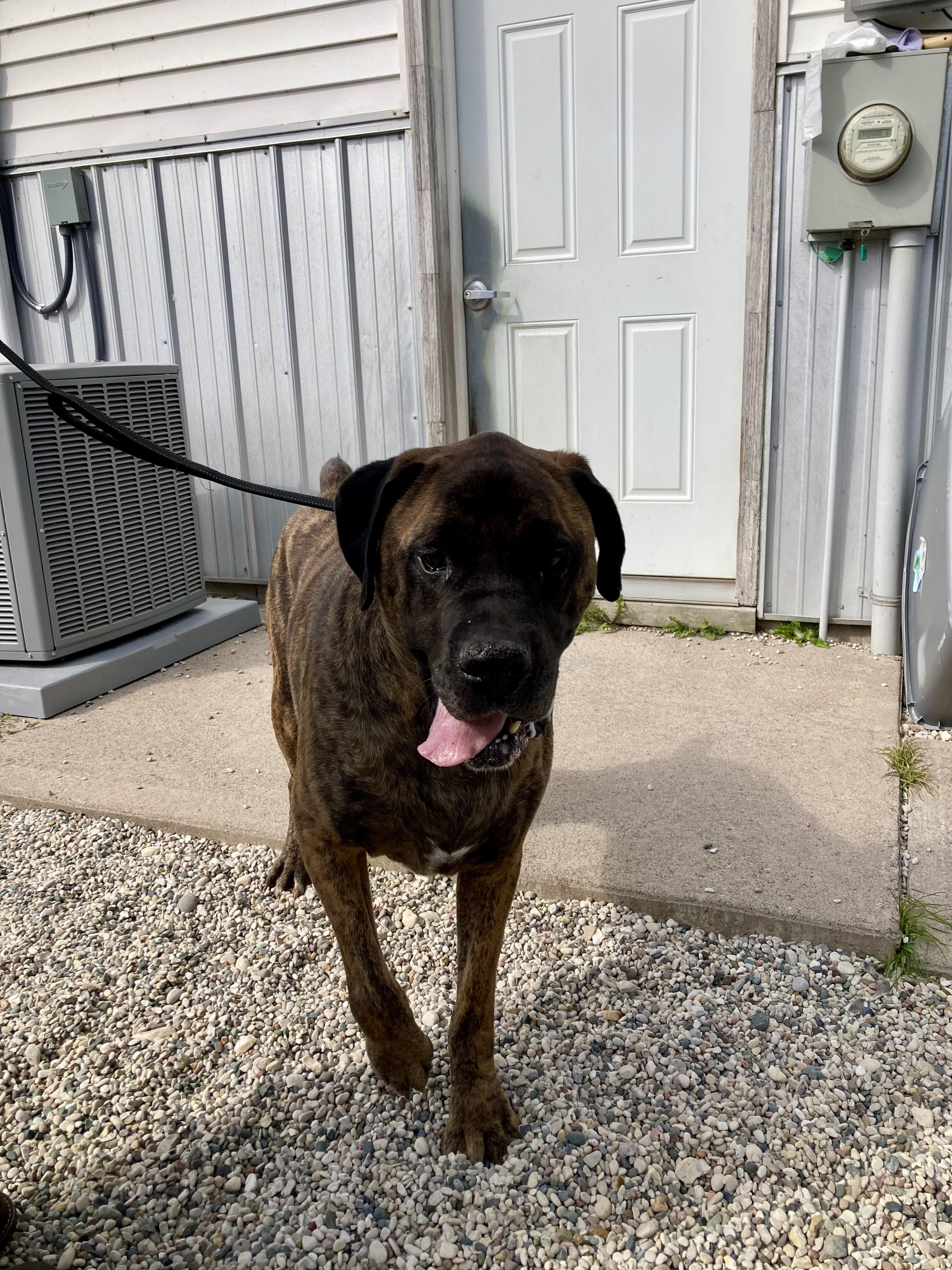 Enlarge Zeus, a Adoptable mixed breed in St. Ignace, MI image 2/5