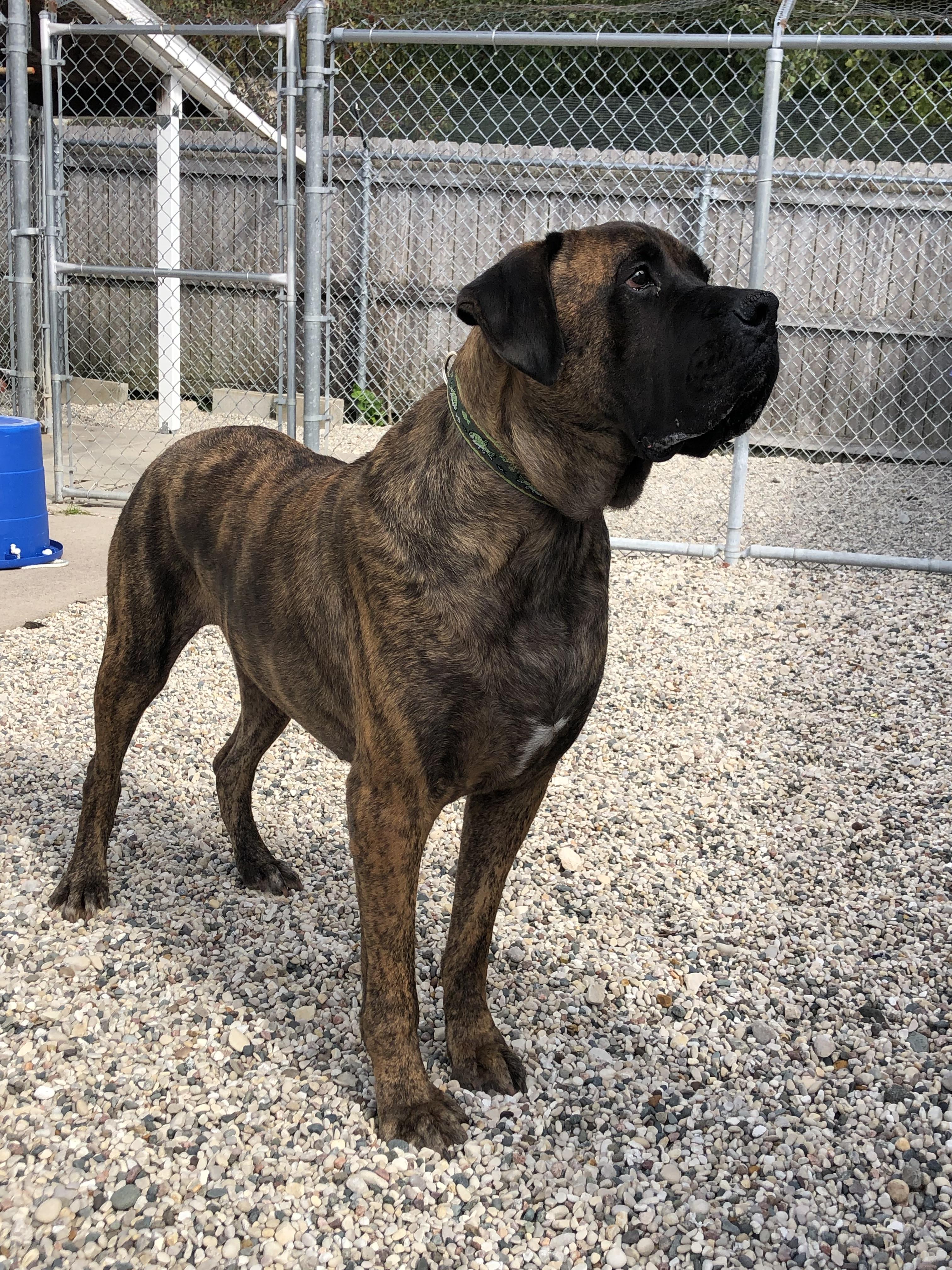 Enlarge Zeus, a Adoptable mixed breed in St. Ignace, MI image 3/5