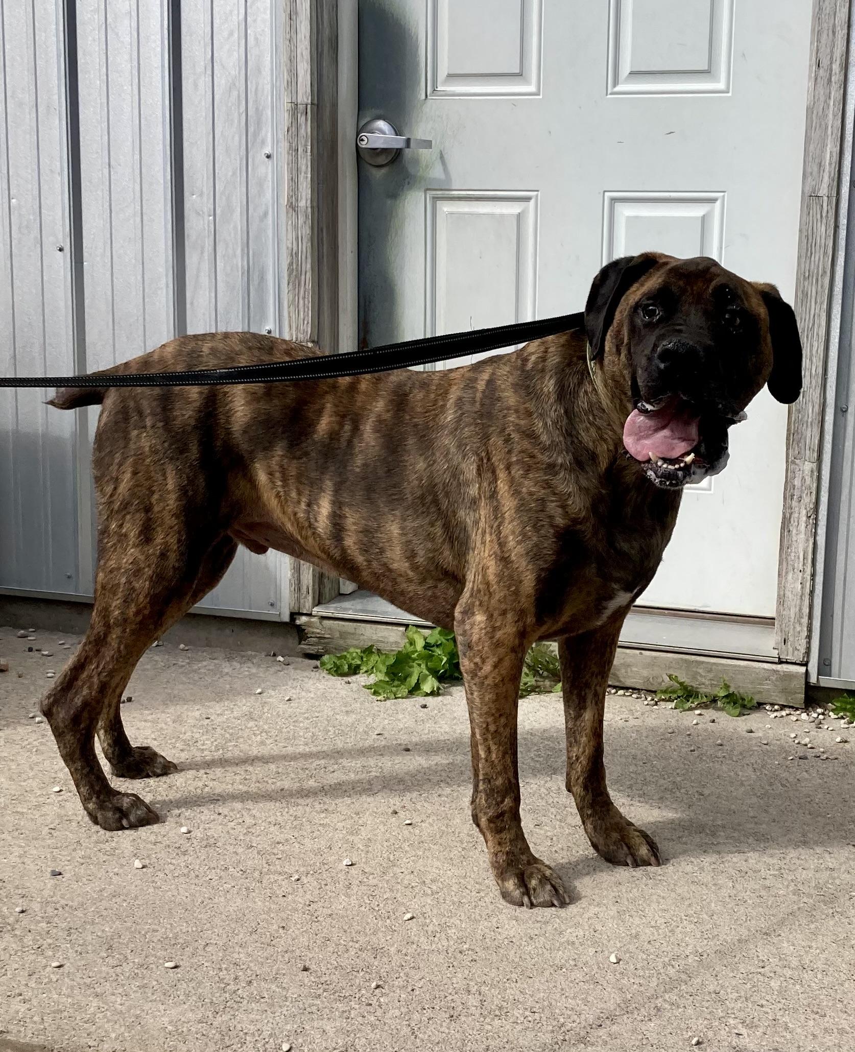Enlarge Zeus, a Adoptable mixed breed in St. Ignace, MI image 4/5