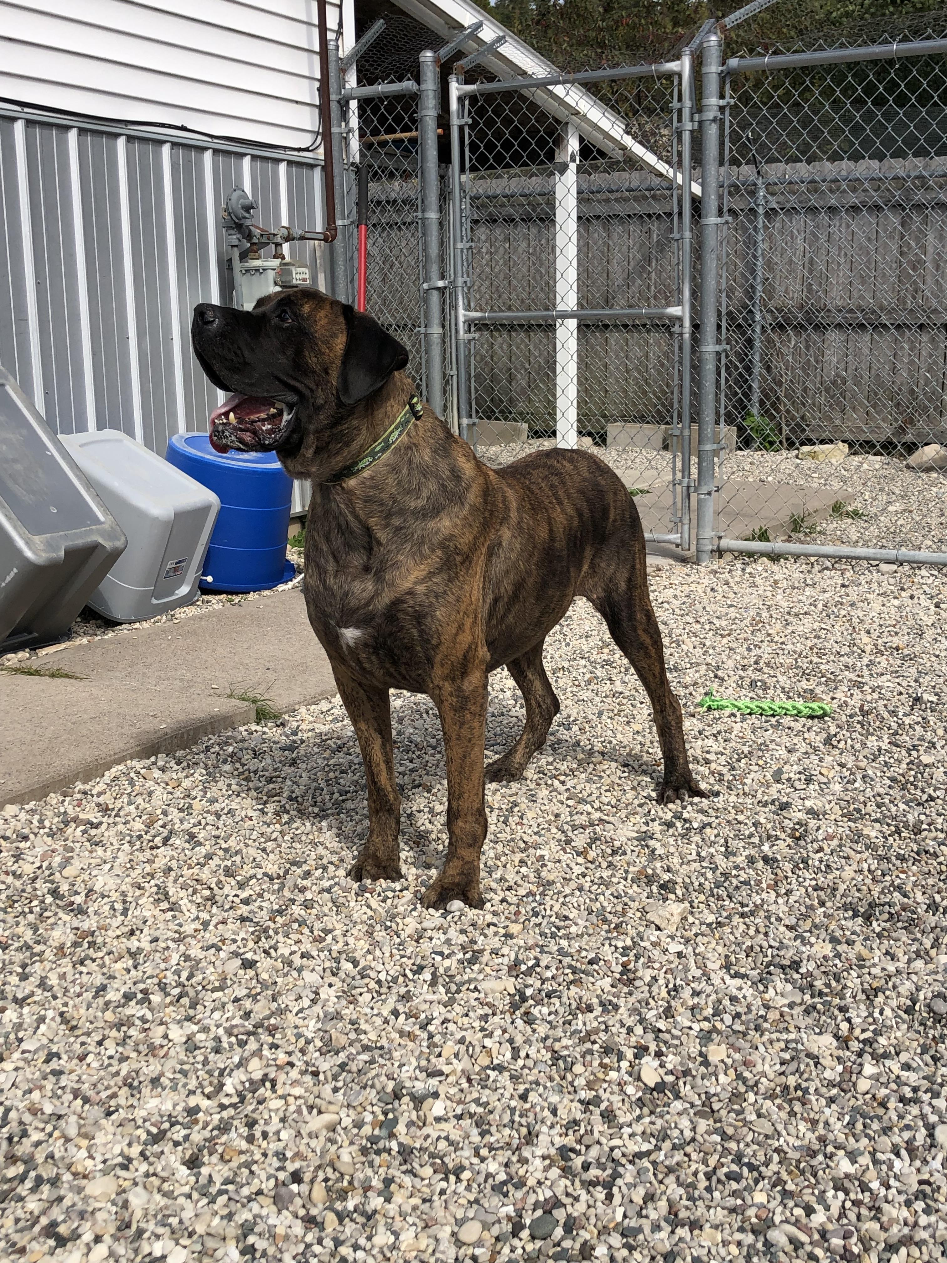 Enlarge Zeus, a Adoptable mixed breed in St. Ignace, MI image 5/5