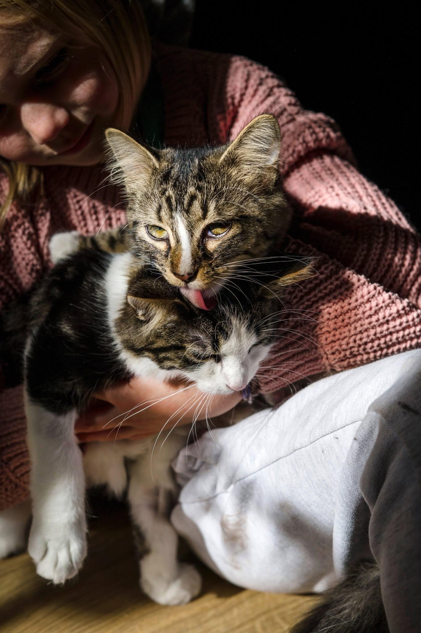 Winnie & Rony, a Adoptable Domestic Medium Hair in Wakefield, QC image 3/6