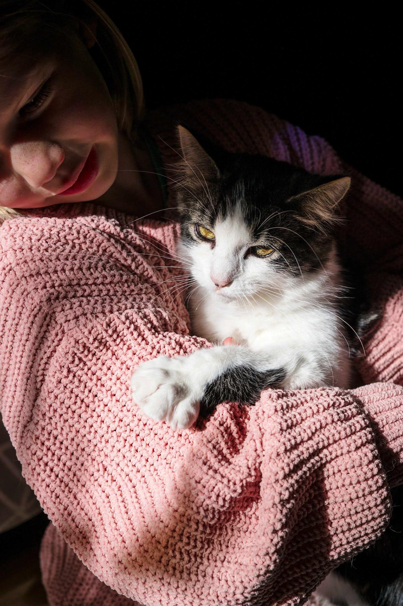 Winnie & Rony, a Adoptable Domestic Medium Hair in Wakefield, QC image 5/6