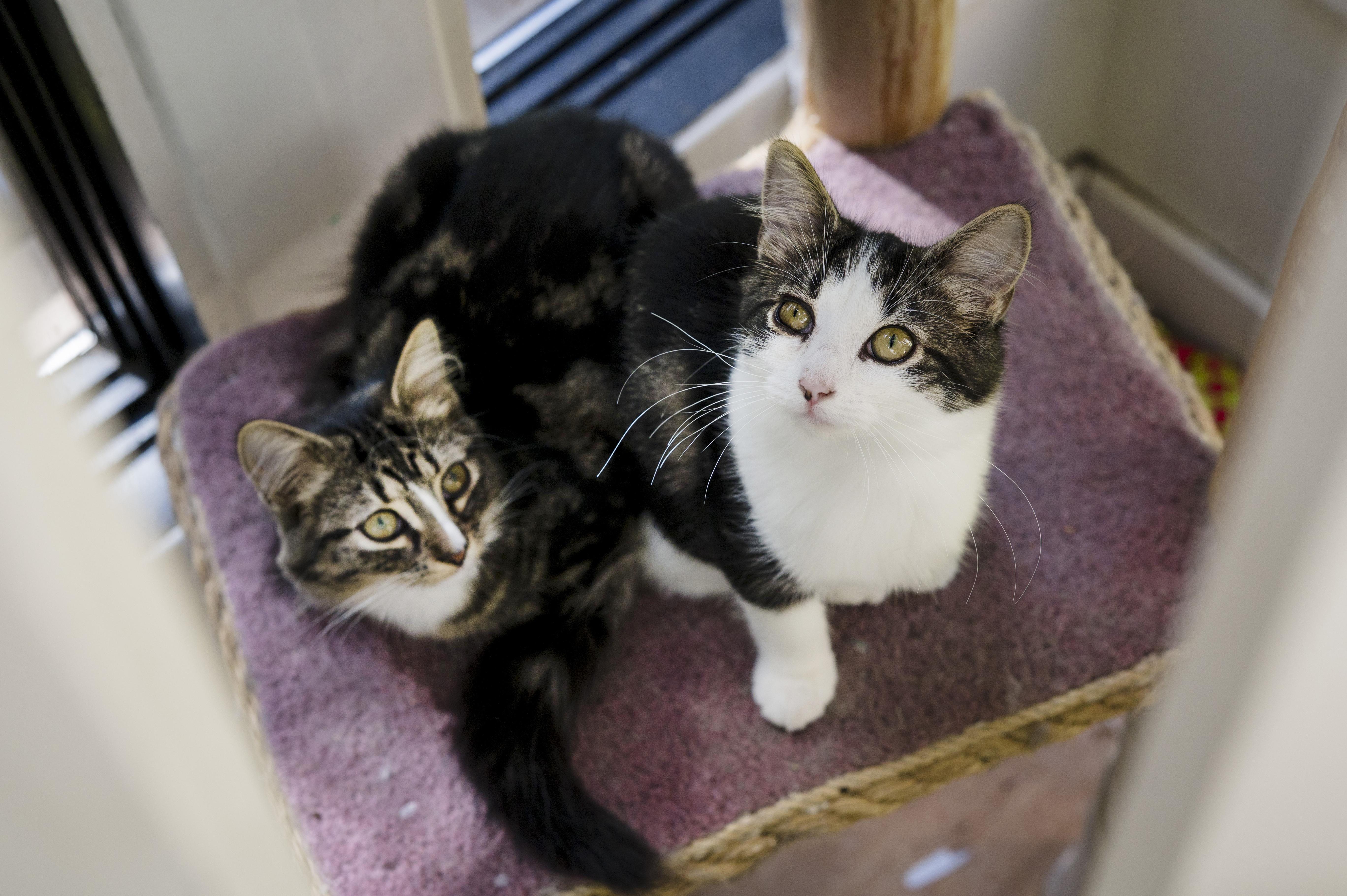Winnie & Rony, a Adoptable Domestic Medium Hair in Wakefield, QC image 1/6