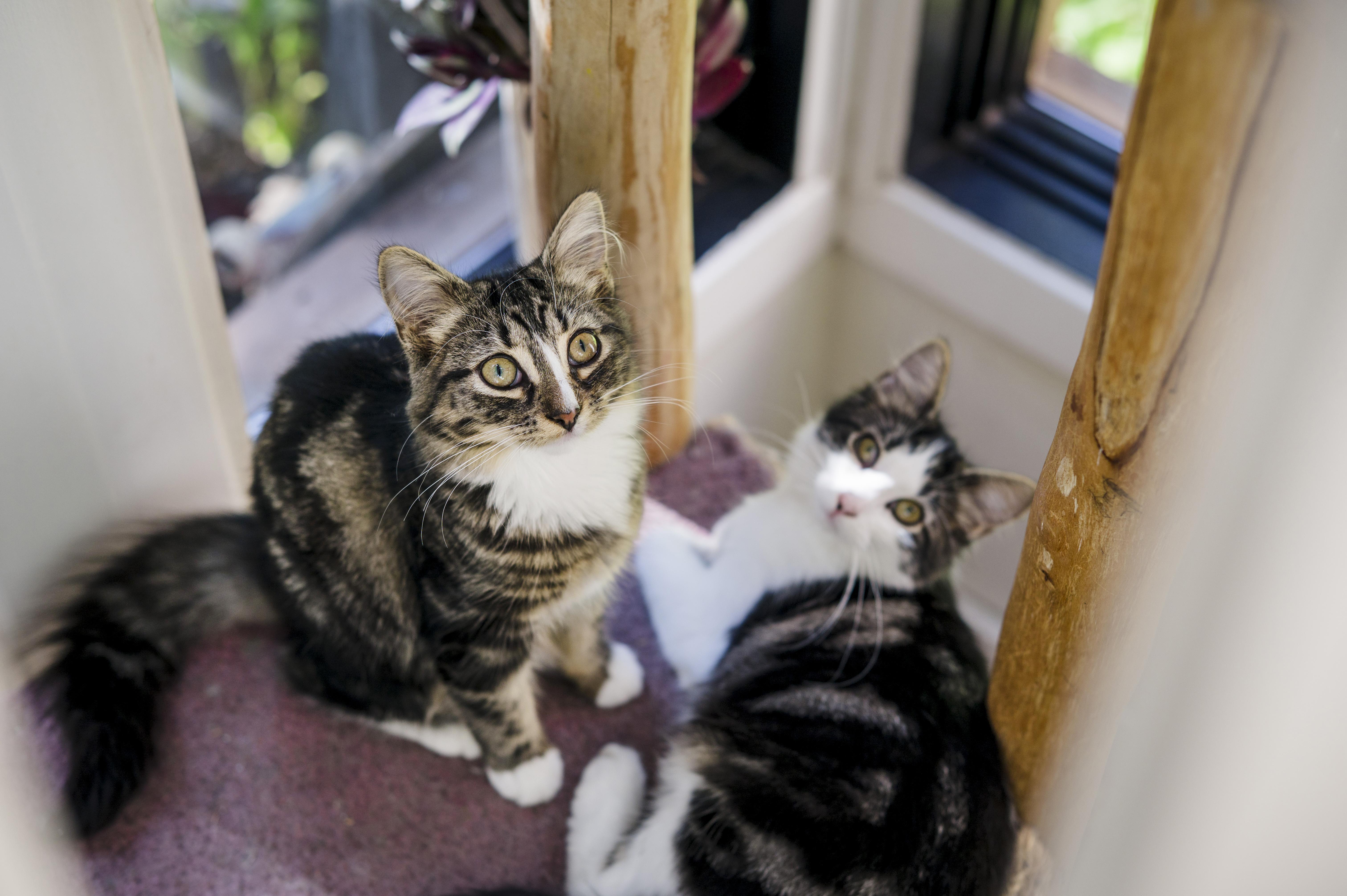 Winnie & Rony, a Adoptable Domestic Medium Hair in Wakefield, QC image 4/6