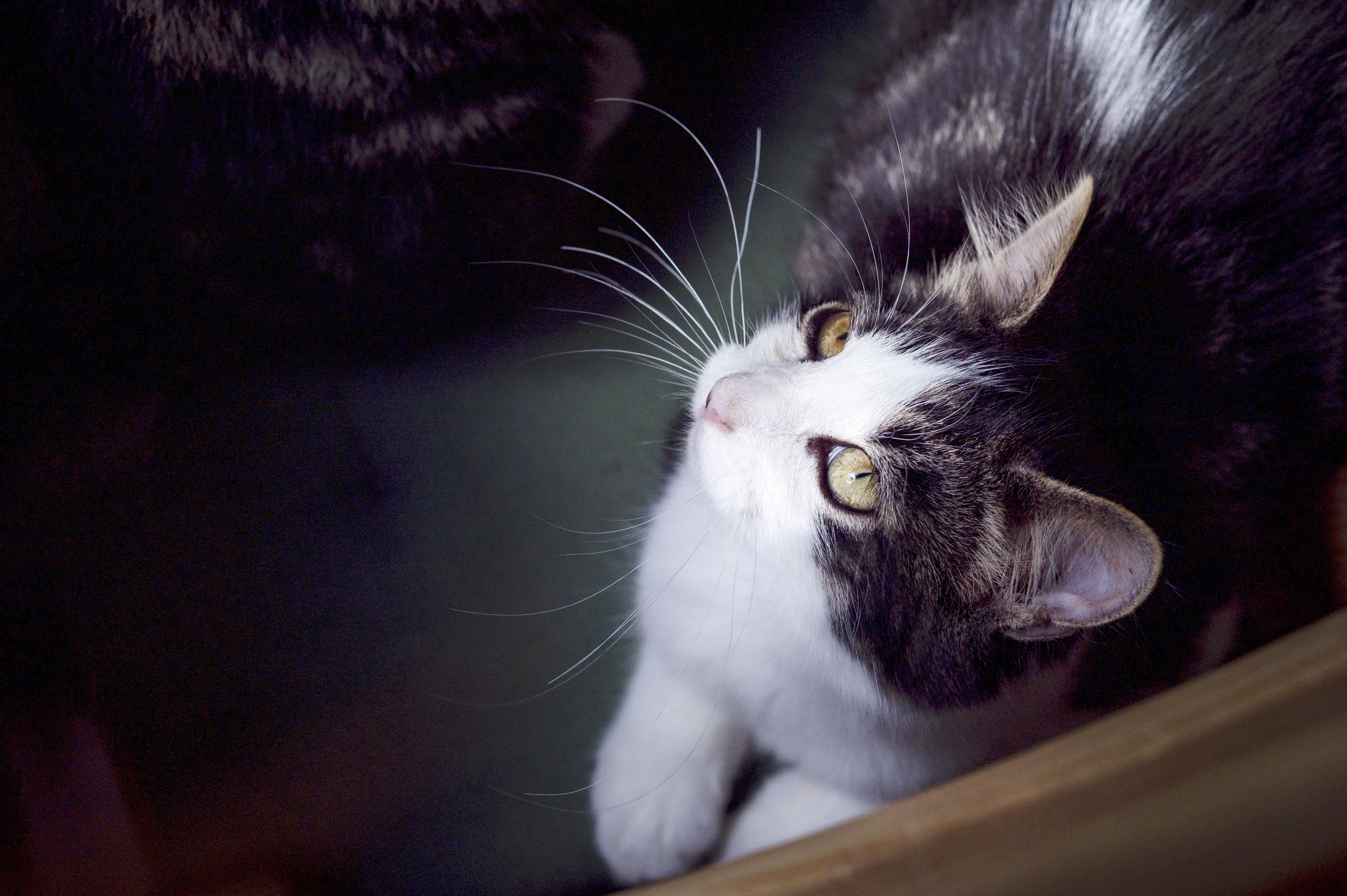 Winnie & Rony, a Adoptable Domestic Medium Hair in Wakefield, QC image 2/6