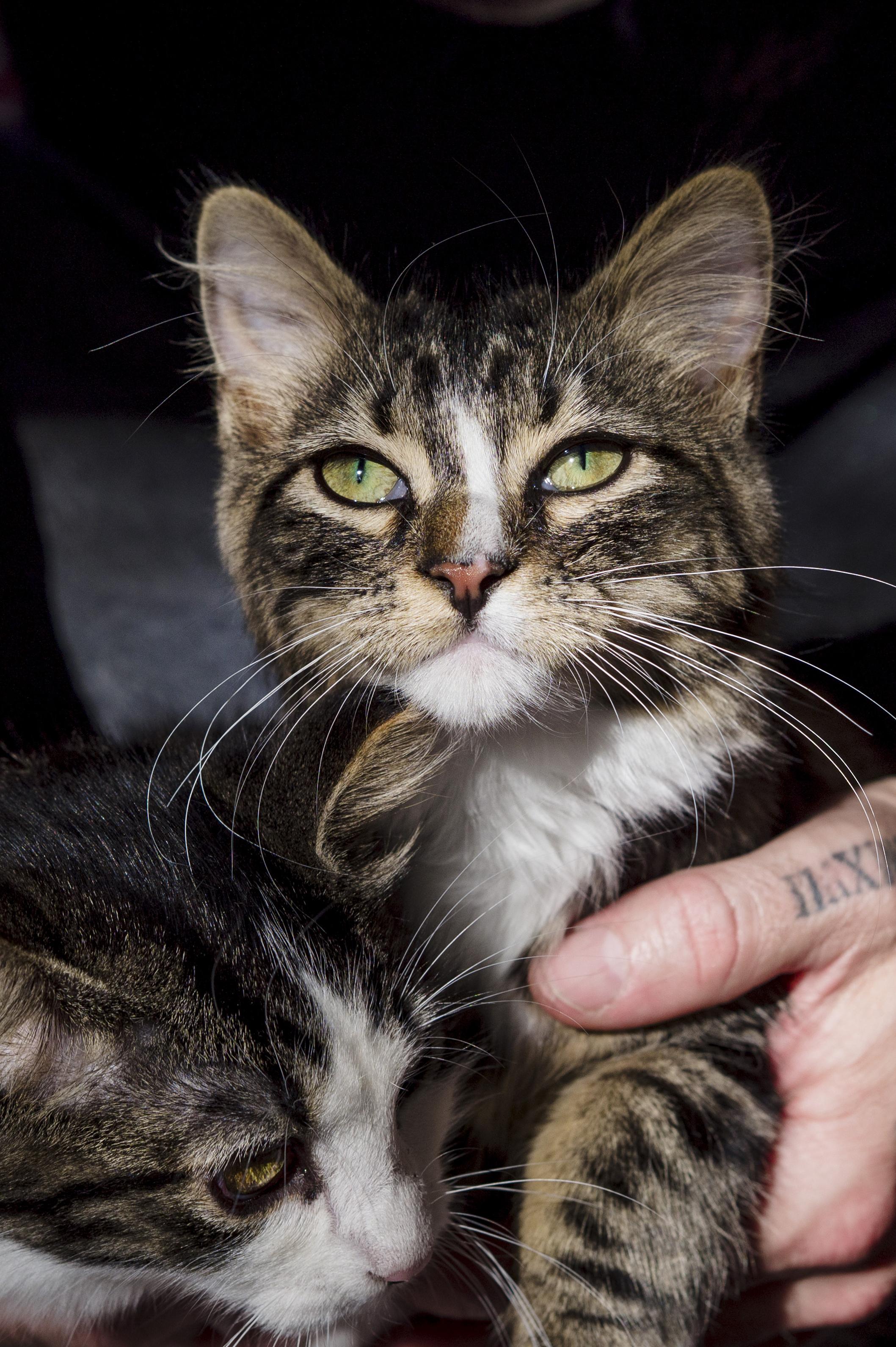 Winnie & Rony, a Adoptable Domestic Medium Hair in Wakefield, QC image 6/6