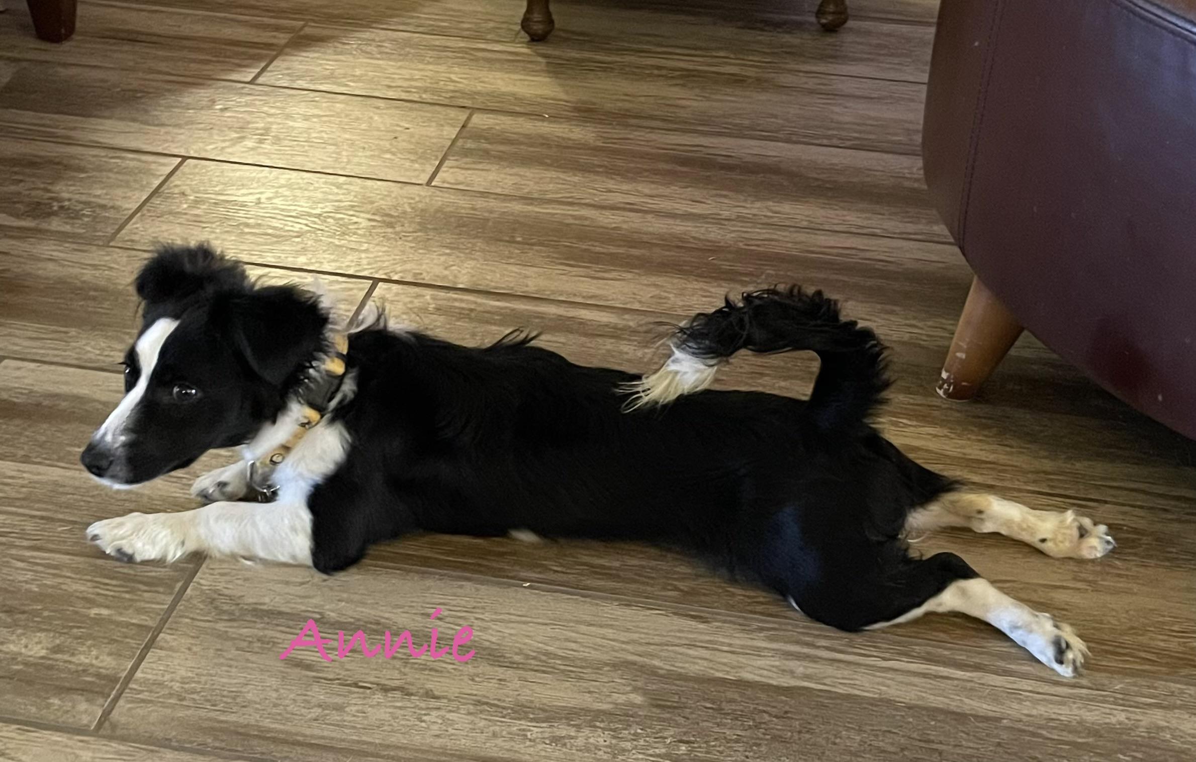 Annie , adopted, Young Female Mixed Breed.