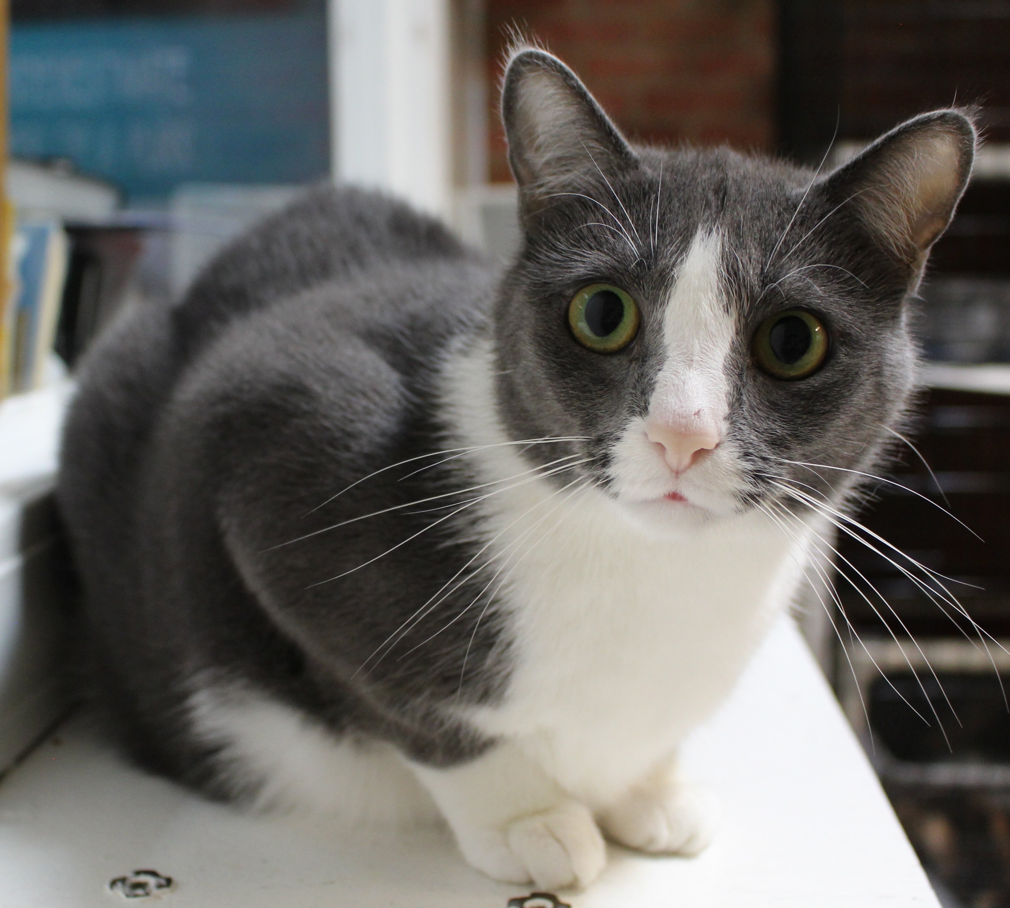 Enlarge Sadie Johnson, a Adoptable Domestic Short Hair in Concord, NC image 2/2