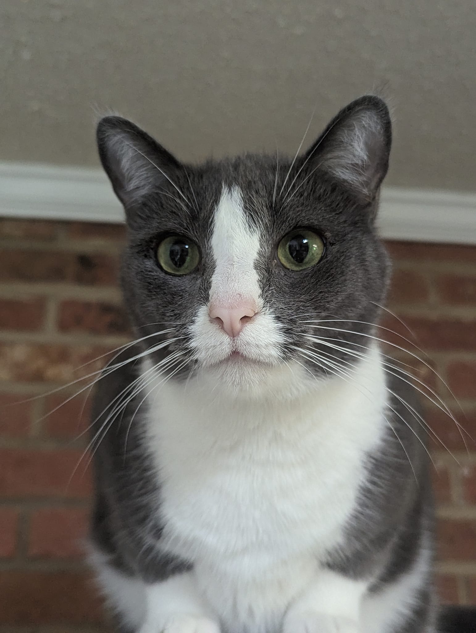 Enlarge Sadie Johnson, a Adoptable Domestic Short Hair in Concord, NC image 1/2