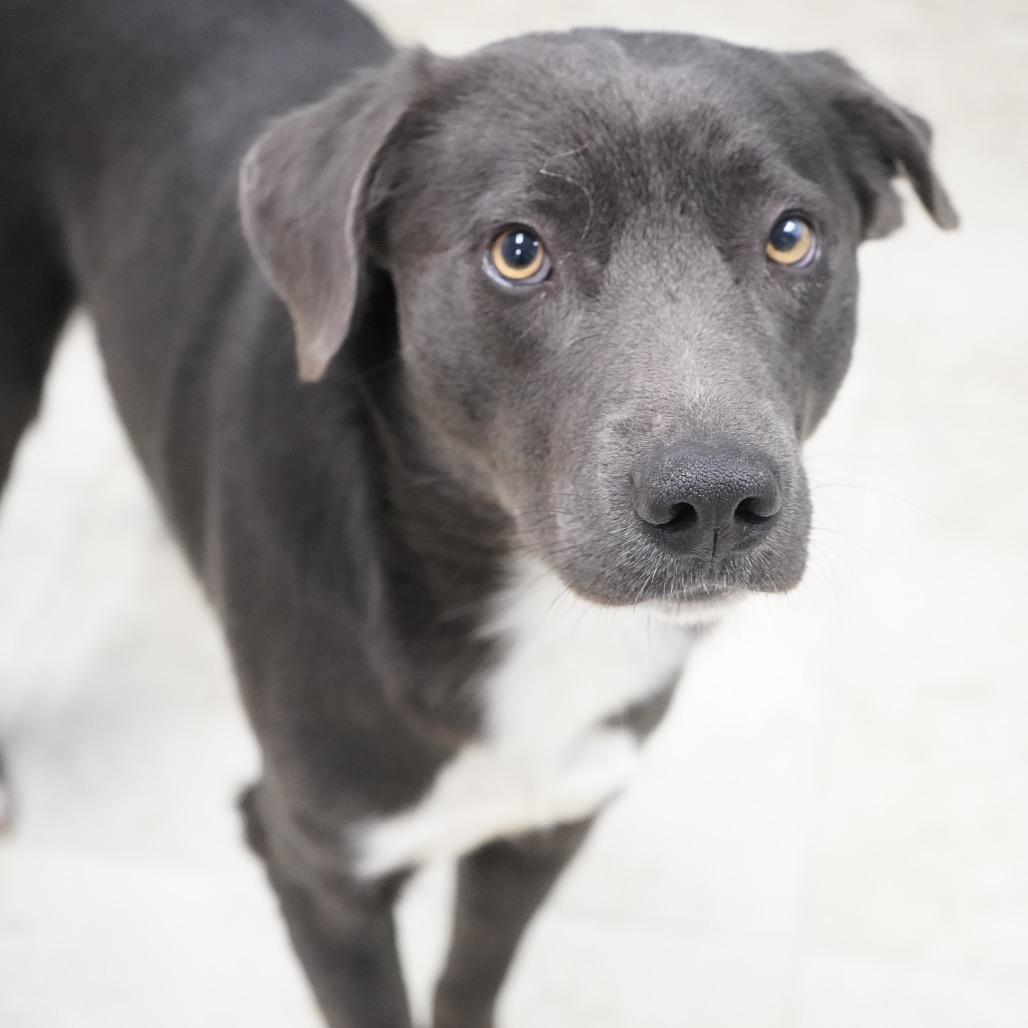 Enlarge Ozzy, a Adoptable mixed breed in Tuscaloosa, AL image 1/5
