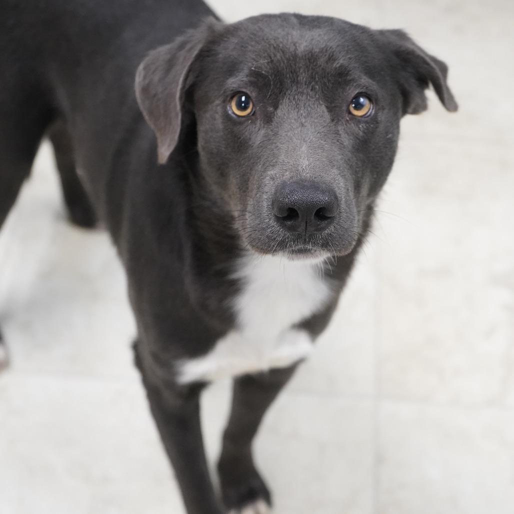 Enlarge Ozzy, a Adoptable mixed breed in Tuscaloosa, AL image 2/5