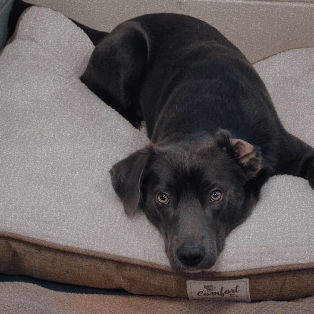 Enlarge Ozzy, a Adoptable mixed breed in Tuscaloosa, AL image 3/5