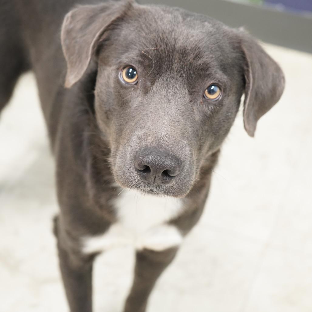 Enlarge Ozzy, a Adoptable mixed breed in Tuscaloosa, AL image 4/5