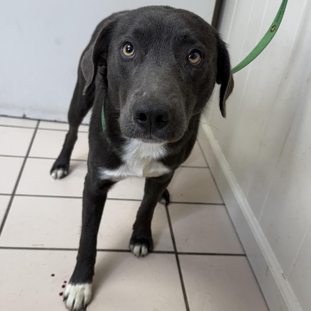 Enlarge Ozzy, a Adoptable mixed breed in Tuscaloosa, AL image 5/5