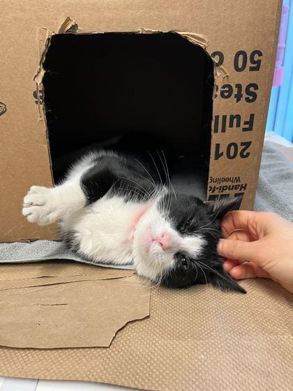 Bailey, Adoptable, Young Female Domestic Short Hair & Domestic Short Hair.