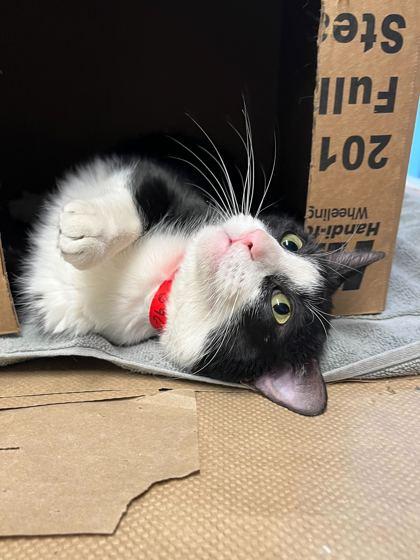 Enlarge Bailey, a Adoptable Domestic Short Hair in Chicago, IL image 2/3