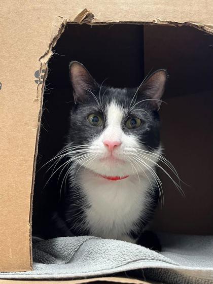 Enlarge Bailey, a Adoptable Domestic Short Hair in Chicago, IL image 3/3