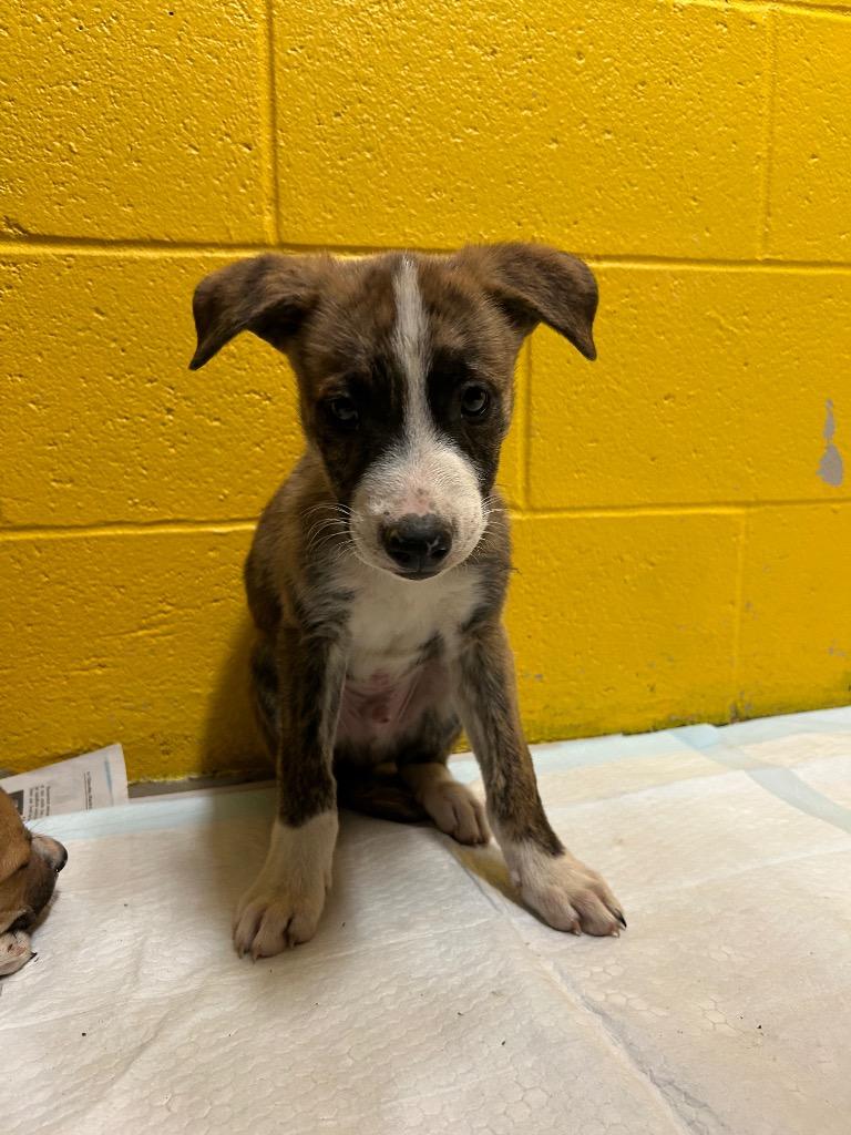 Enlarge Andy, a Adopted mixed breed in Murray, KY image 1/2