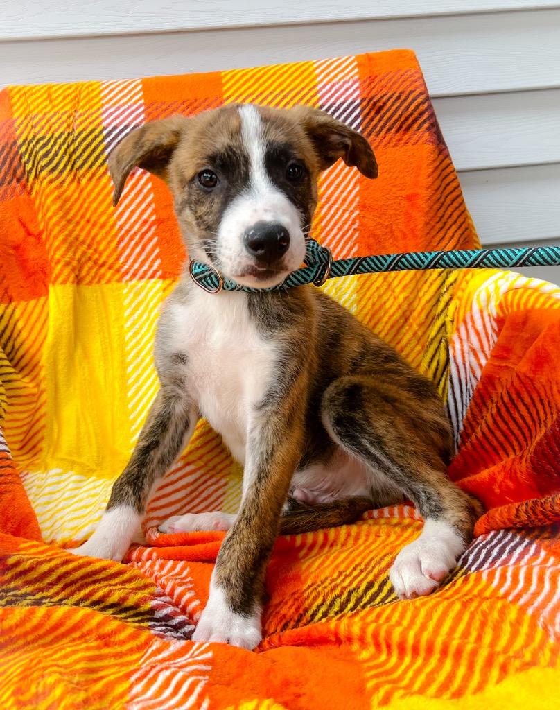 Enlarge Andy, a Adopted mixed breed in Murray, KY image 2/2